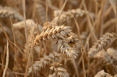 Close-up of wheat growing on field