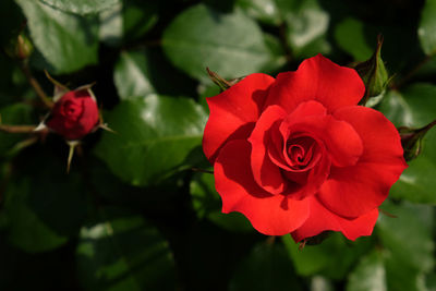 Close-up of red rose