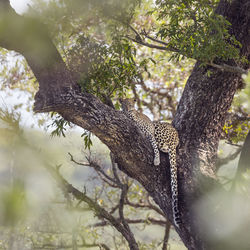 Low angle view of lizard on tree