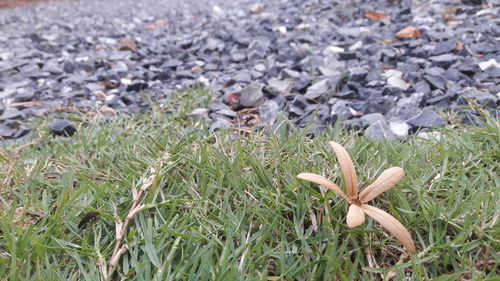 High angle view of dry leaves on field