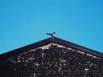 Low angle view of bird flying against clear blue sky