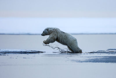 Side view of polar bear jumping in water