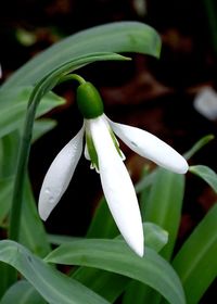 Close-up of white flowering plant