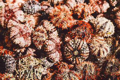 Full frame shot of sea urchins