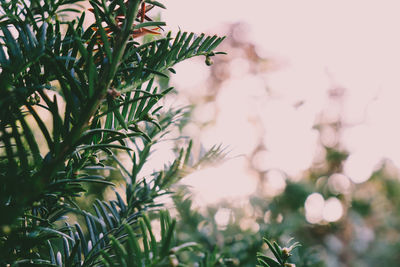 Close-up of fresh green plant