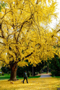 Trees in park during autumn