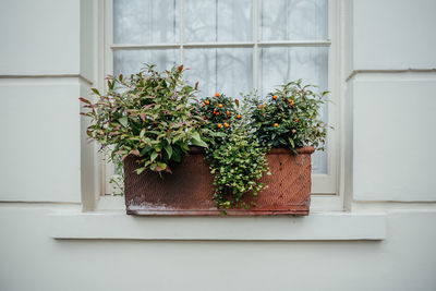 Terracotta window box with mixed greenery and orange berries