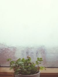 Plants in foggy weather