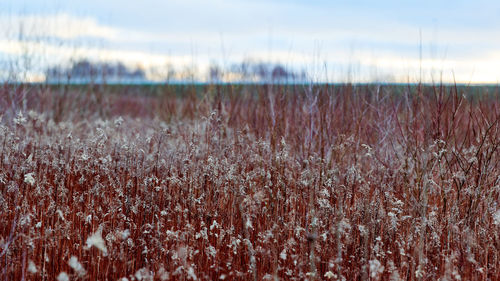 Field of plants with long red stems and fluffy white flowers. beautiful countryside landscape