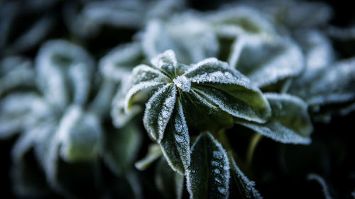 Close-up of frozen plant