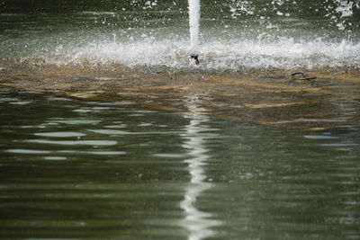 View of birds swimming in lake