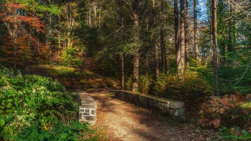 Trees in forest