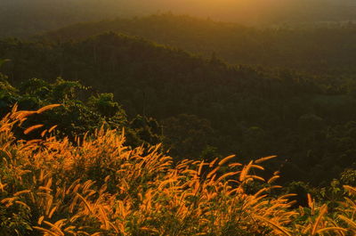 High angle view of trees and plants against sky during sunset