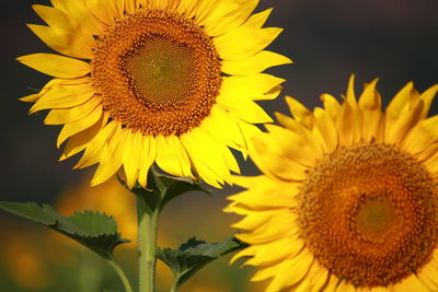 Close-up of sunflower