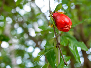Close-up of red berries on tree