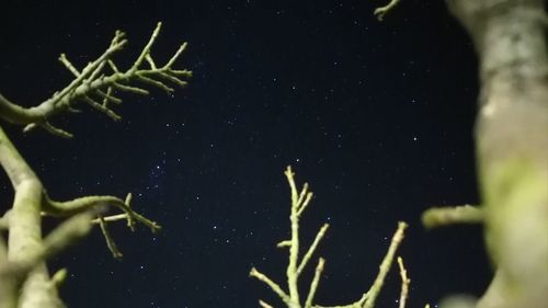 Close-up of jellyfish in water at night