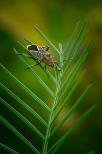 Chinch bug on small or pattern green leaf wiht nature background.