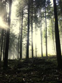 Sunlight streaming through trees in forest