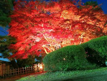 Trees in park during autumn