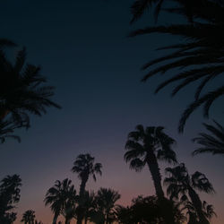 Low angle view of palm trees against sky at night