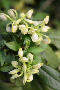 Close-up of plant