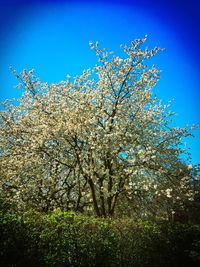 Low angle view of cherry blossom against blue sky