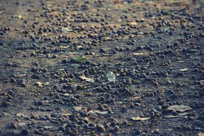 Full frame shot of rocks on field