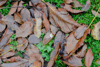 Close-up of autumn leaves