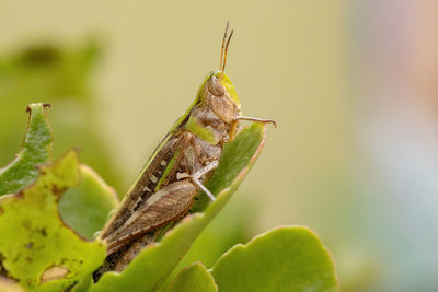 Close-up of insect on leaf