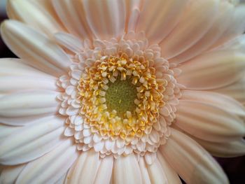 Close-up of white flower pollen