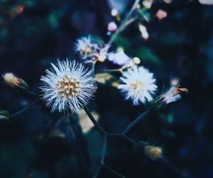 Close-up of flowers against blurred background