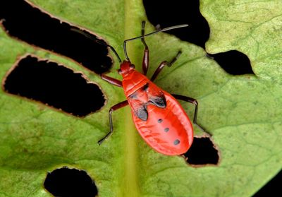 High angle view of butterfly on leaf