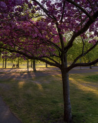 View of cherry blossom tree in park