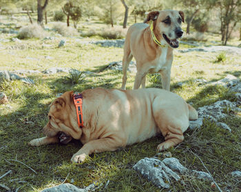 Dog on grass