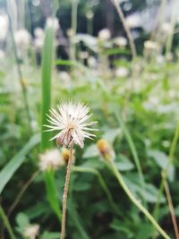 Close-up of dandelion flower on field