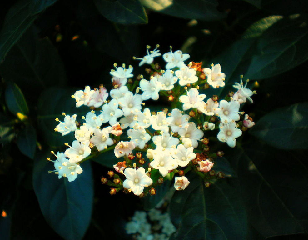 CLOSE-UP OF FLOWERING PLANTS