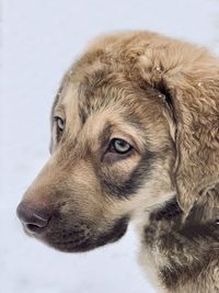 Close-up portrait of a dog