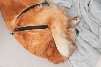 High angle view of dog sleeping on bed