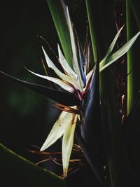 Close-up of flowering plant