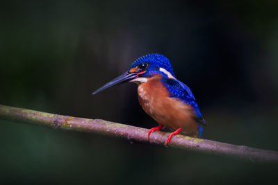 Close-up of bird perching on branch