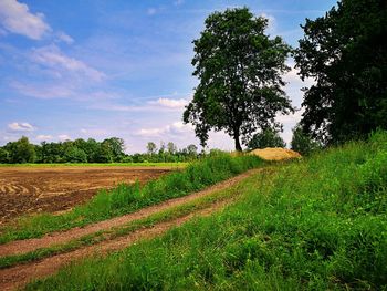 Scenic view of agricultural field against sky