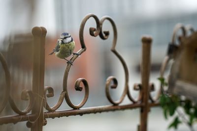 Close-up of bird perching on metal fence