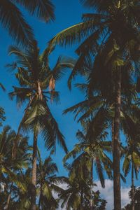 Low angle view of palm trees against blue sky