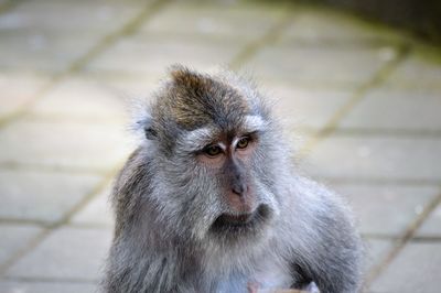 Portrait of monkey