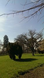 Trees in park