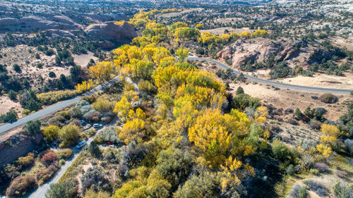 High angle view of trees and plants in forest