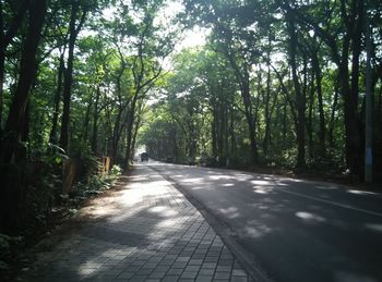 Road passing through forest