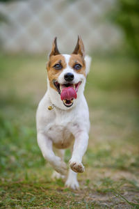 Portrait of dog running on field