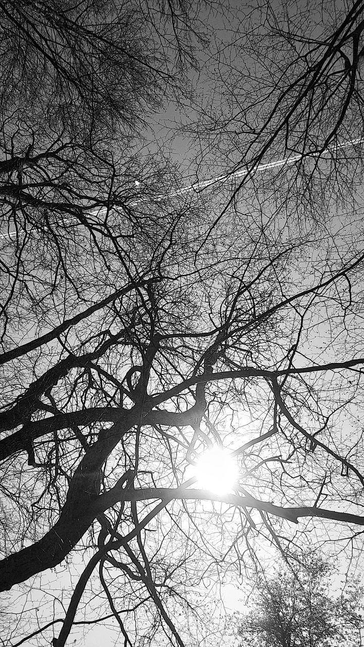 LOW ANGLE VIEW OF BARE TREES AGAINST SKY