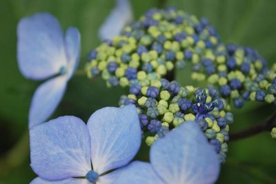 Close-up of fresh purple hydrangea flowers